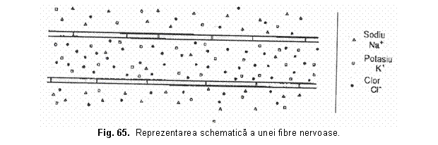 Text Box: 
Fig. 65. Reprezentarea schematica a unei fibre nervoase.
